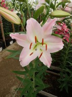 [5354 Perth DJ No02.JPG]